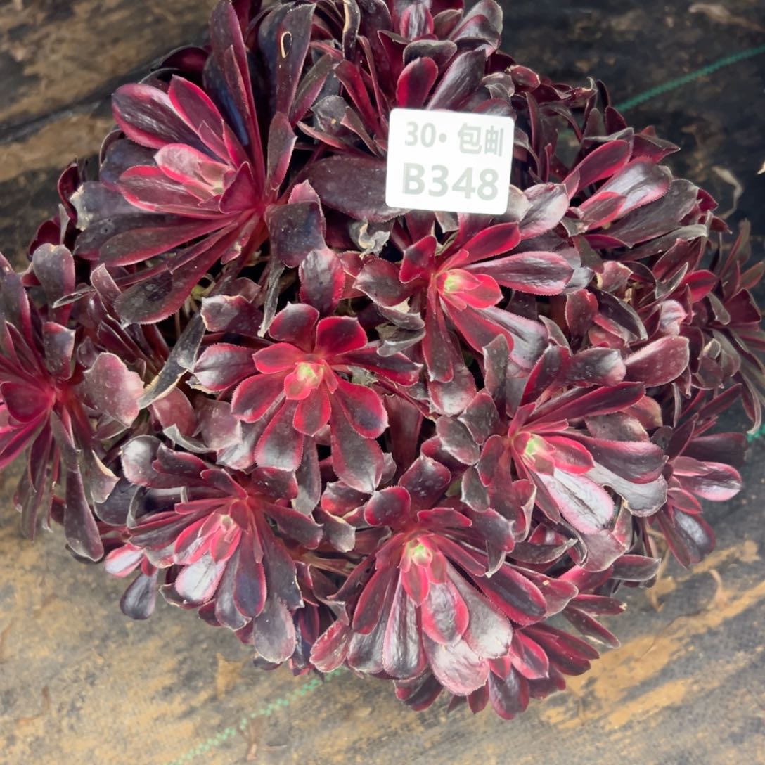 348 蒙娜丽莎多肉侧枝不包