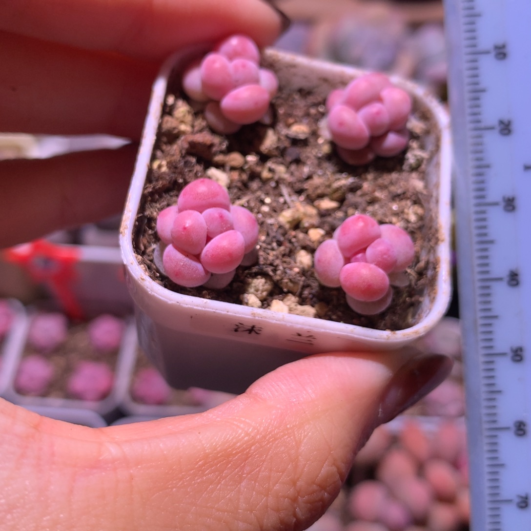 沫兰 小书肉奶酪多肉 