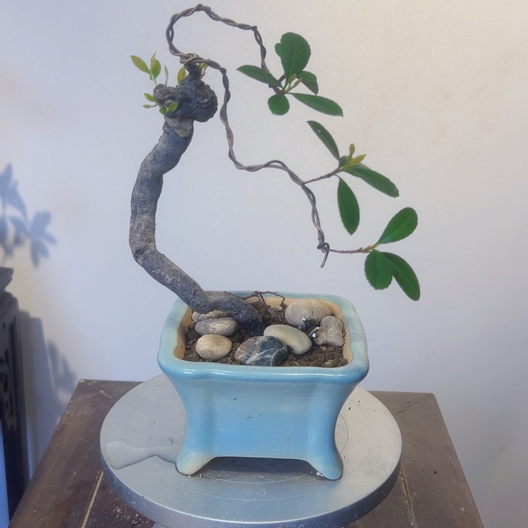 春花小品掌中宝绿植