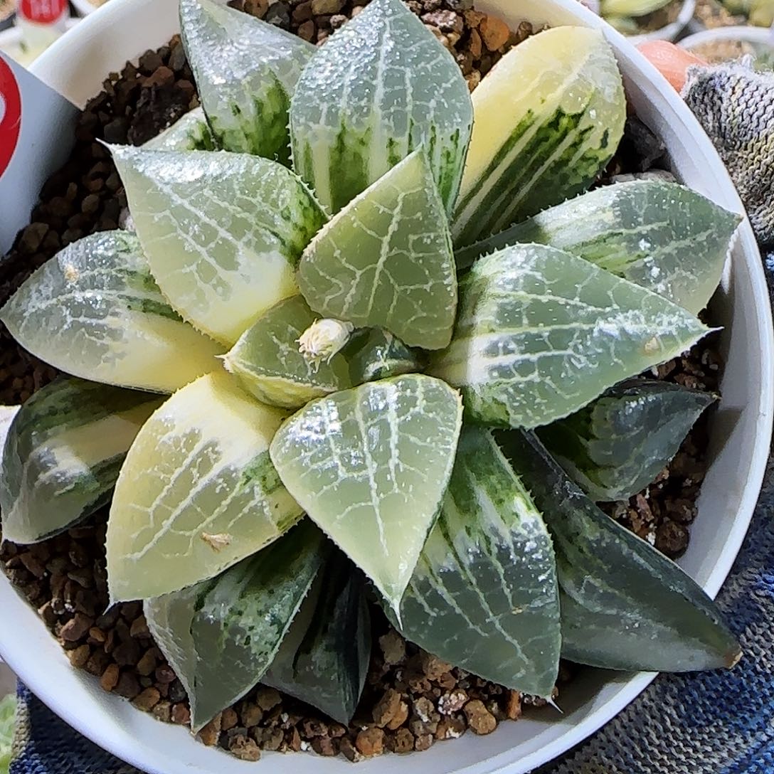 493号实生寿锦 8 厘米左右一物一拍带盆发货