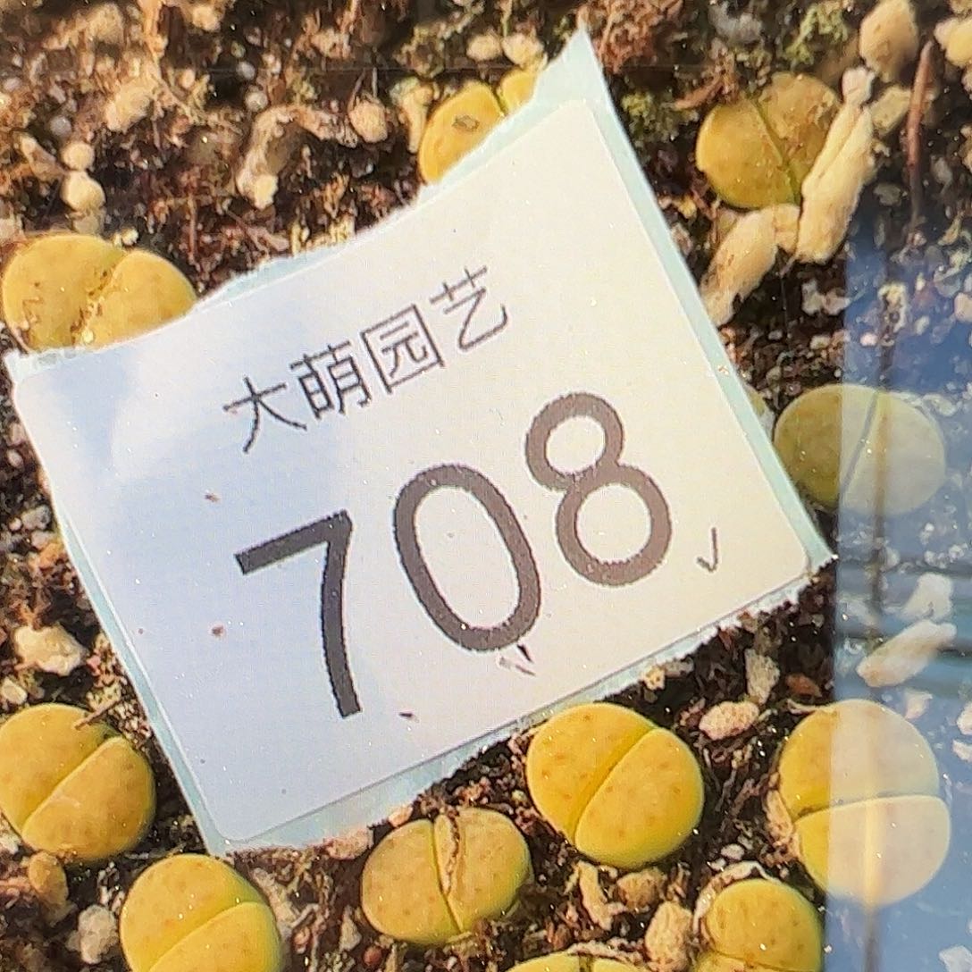 量拍绿神迪3颗一组708