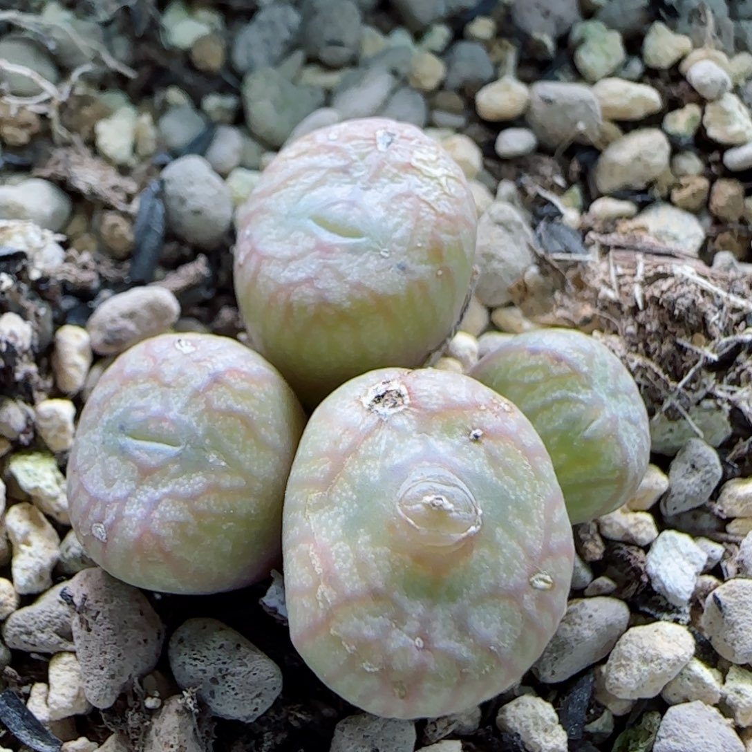 2-4-3-2全场8.8折满58包邮黄皮送奶工杂交脱土