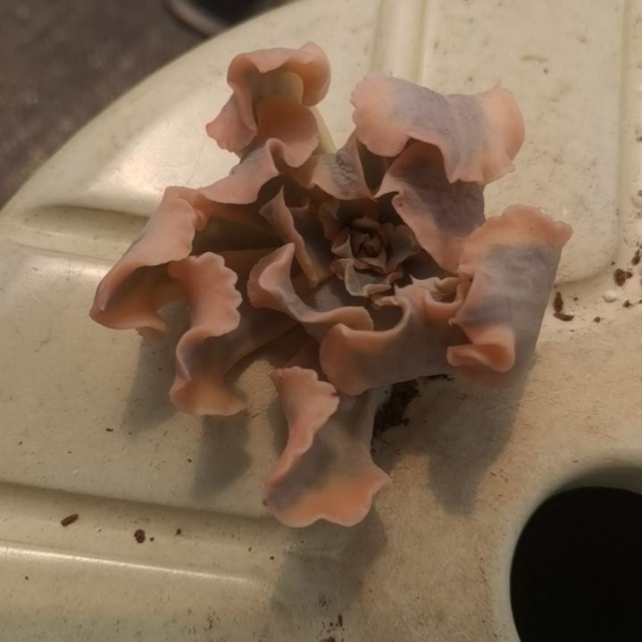 利比里亚白覆轮锦砍头