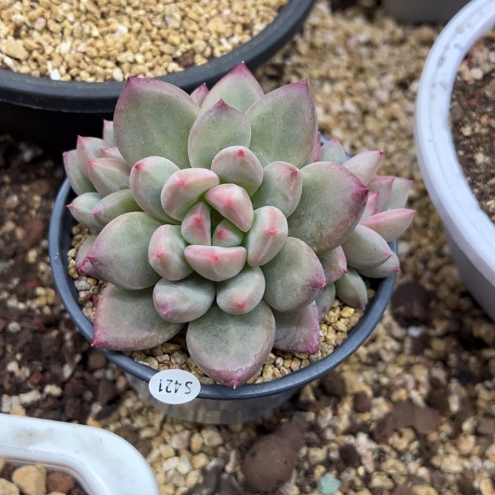 心水 群生 夏鸣园艺