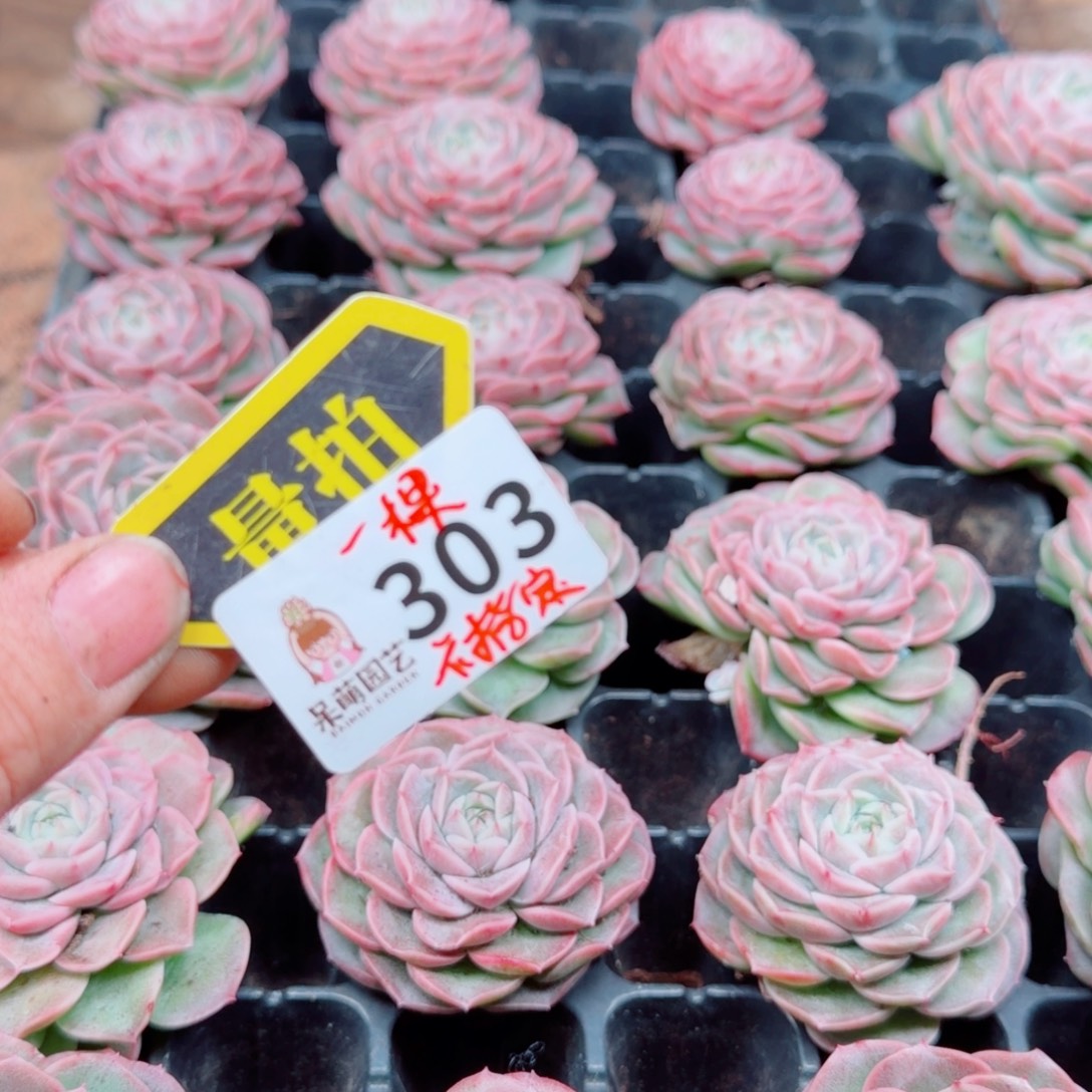 多肉植物多肉植物