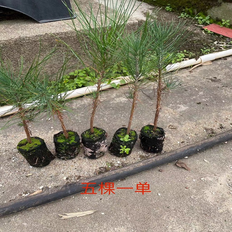 马尾松美国松树苗四季常青松树苗小杯苗成活率高直销庭院园林苗木
