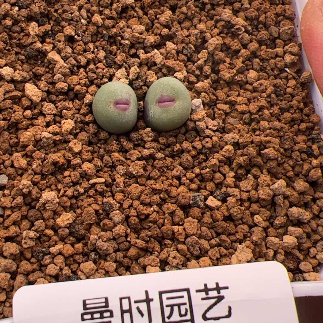 2.8小红嘴多肉植物335