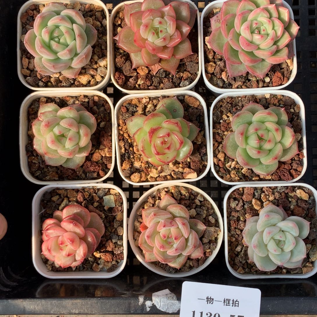1130-57 套餐一组
