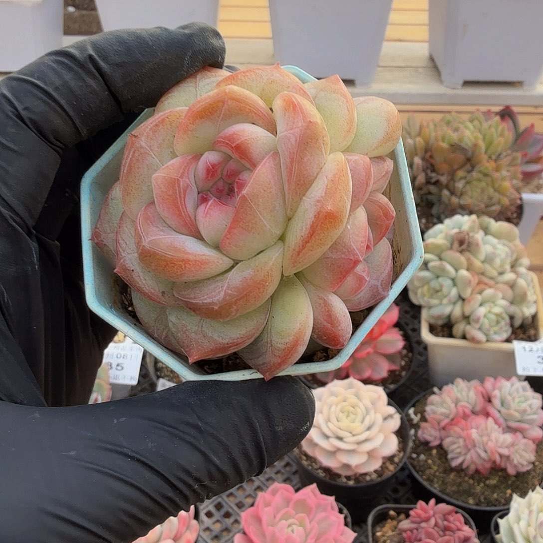 1208-40鸿雁单头a