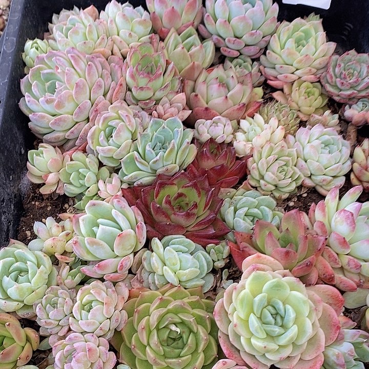 338 多肉植物盆栽花卉植物