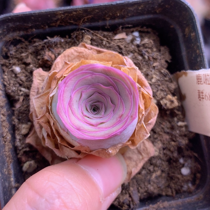 一物一拍鹿啦啦155