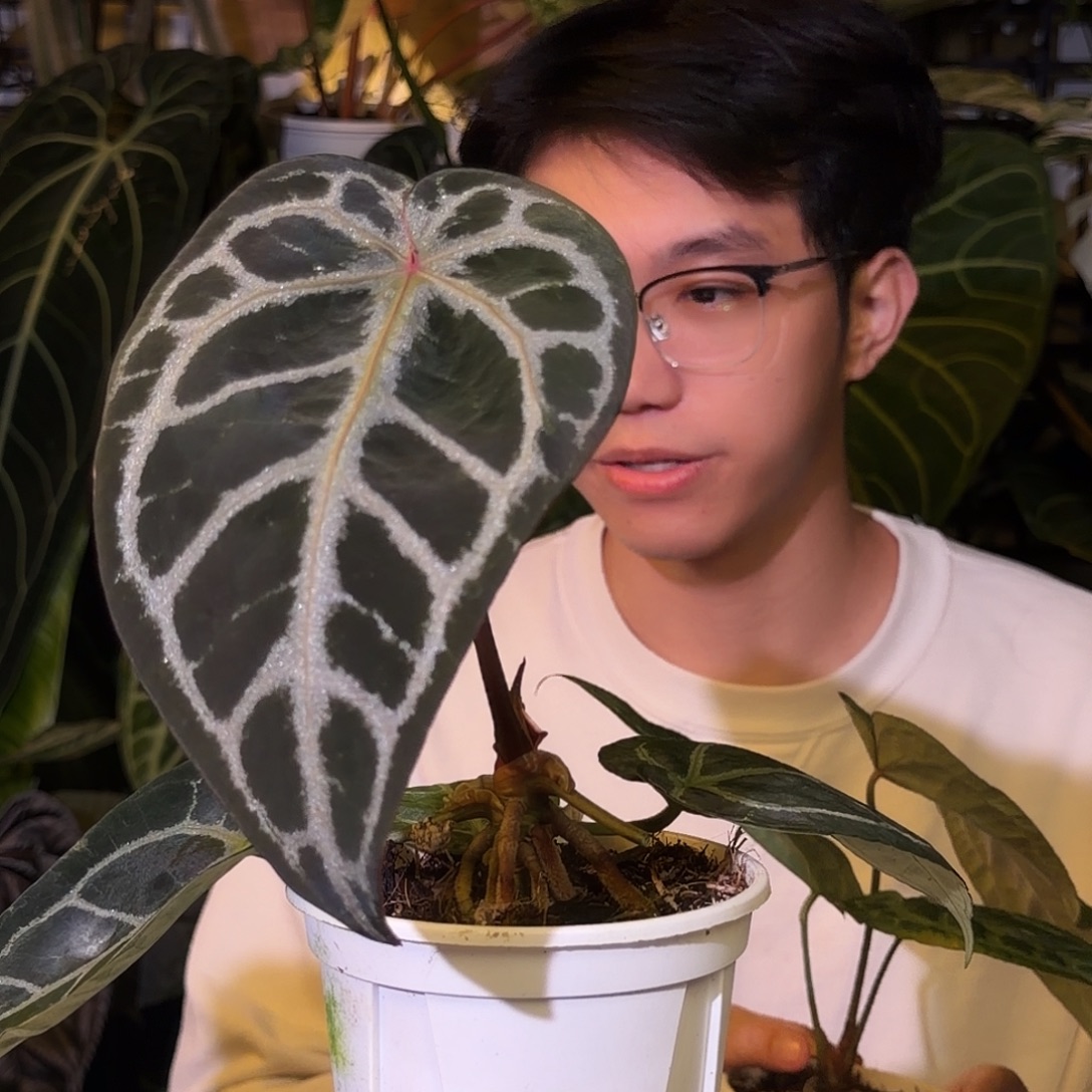 完全开放G150  SKG灰红杂黑骑士