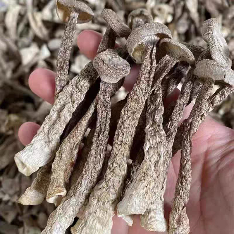 高山无硫鹿茸菇爽嫩脆滑