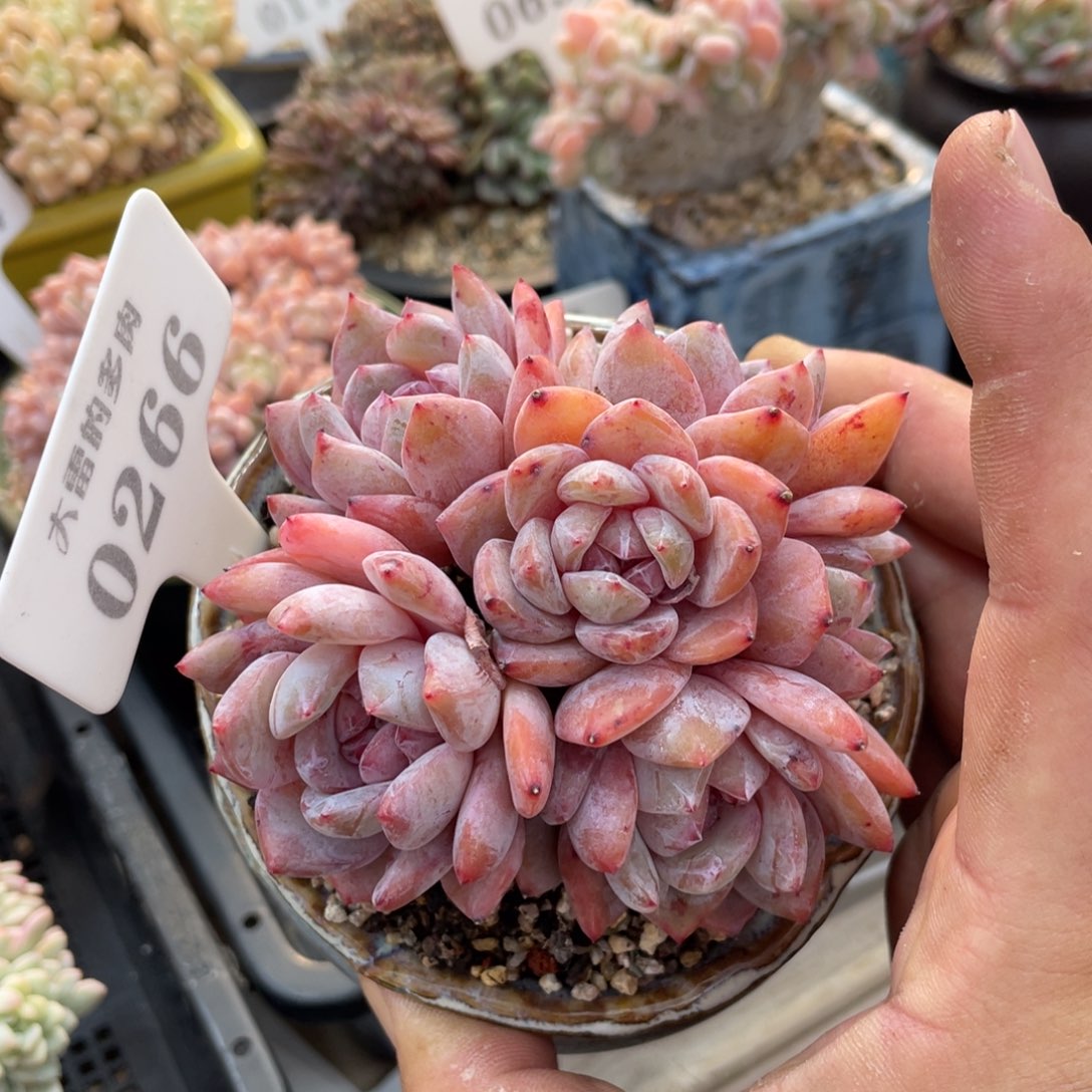 0266橙子不带盆有砍10厘米