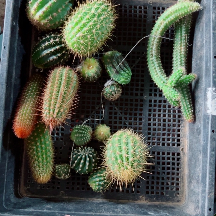 41框拍歪丑伤虫咬无根侧芽无售后