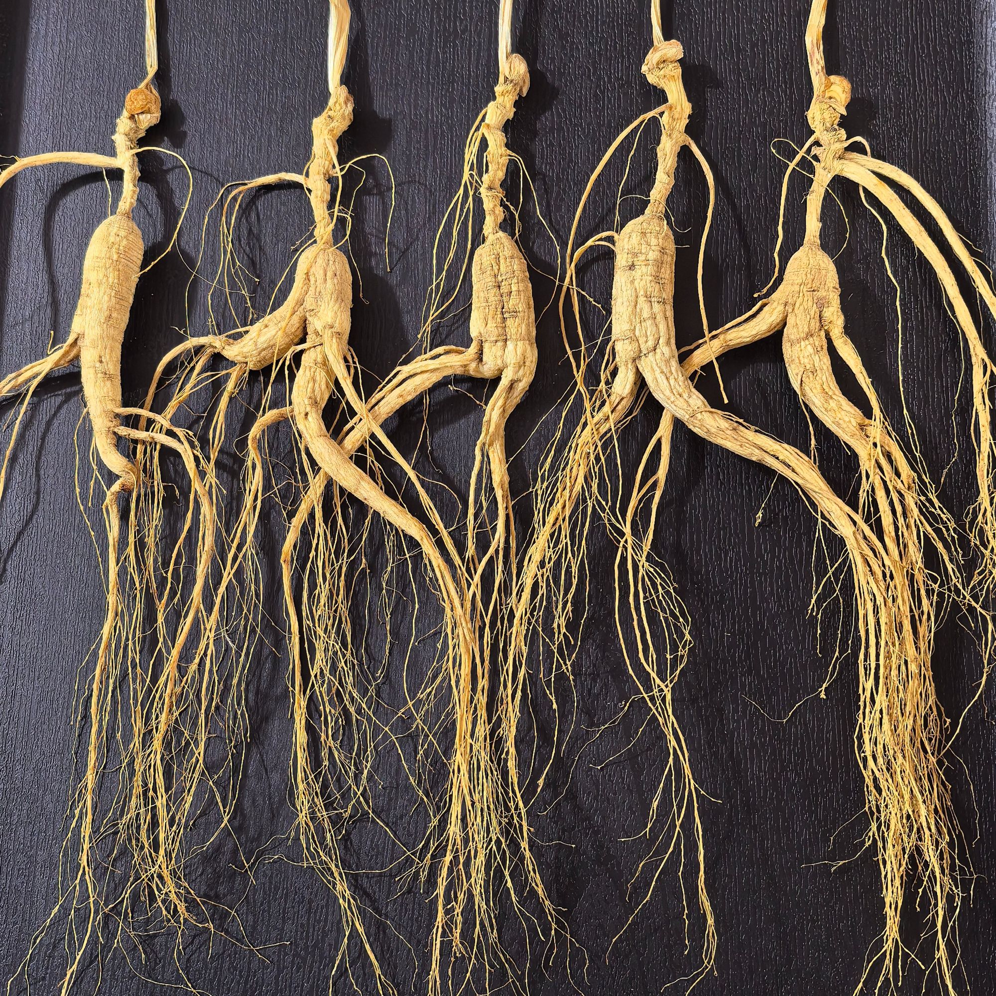 长白山林下参可用于泡酒煮水煲汤