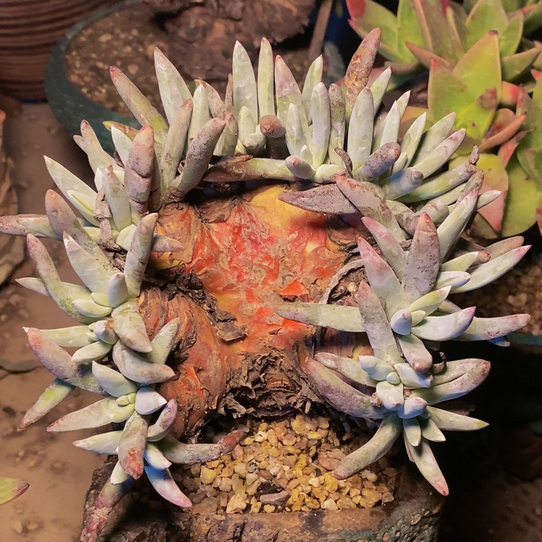 【闪购商品】哈哈哈哈奥罗拉1238多肉