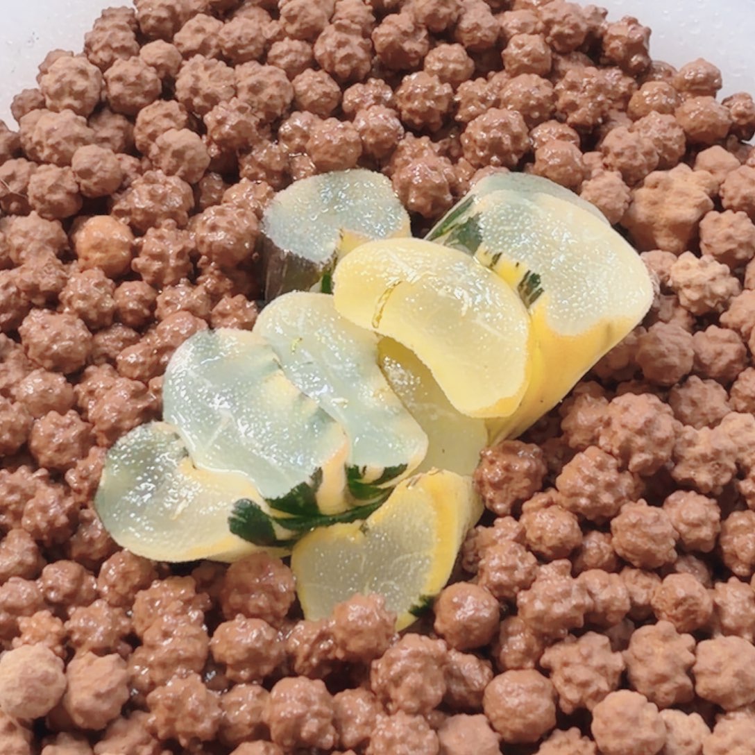 十二卷大明湖巨大窗福利