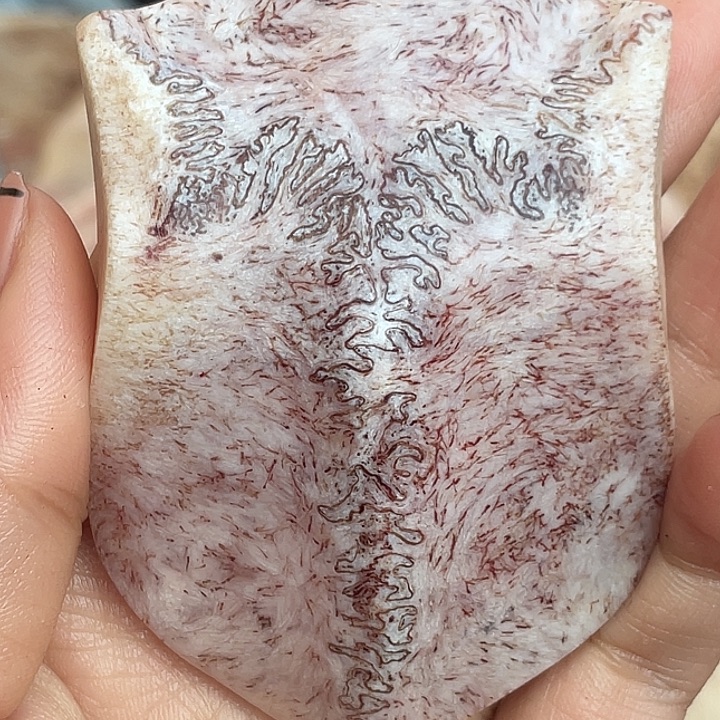 养殖鹿骨三界牌子