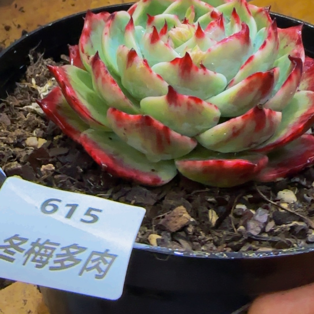 惠*云南精品多肉615