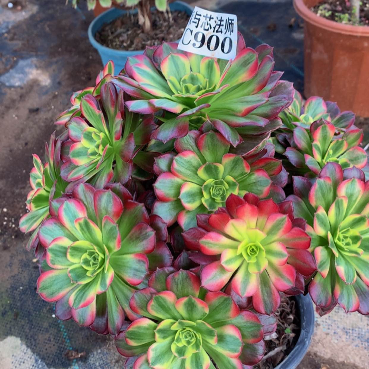 【闪购商品】900安娜