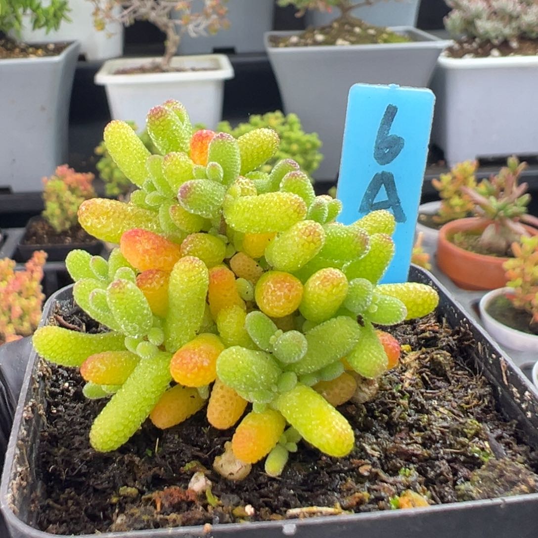 金桔糖球圆球款6号