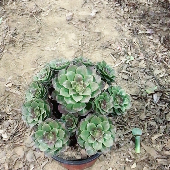 幸***贤万圣节法师00000027