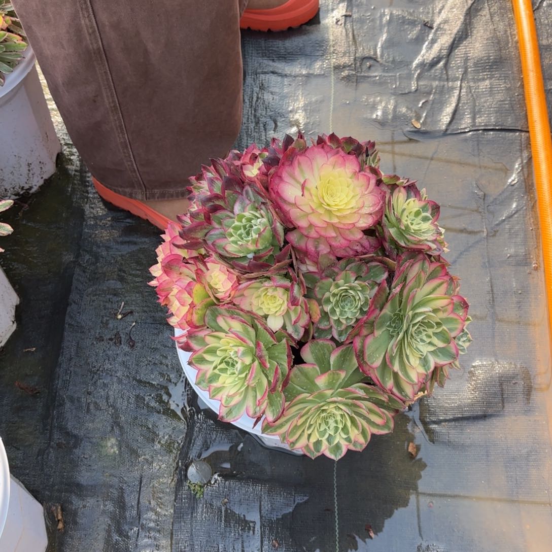 花好月又圆202510