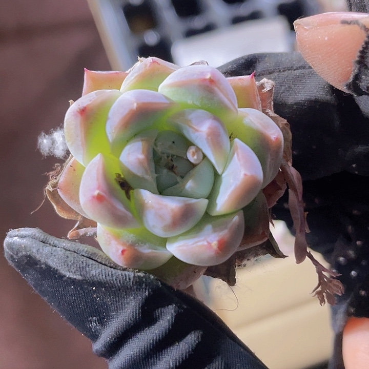 53精品蔷薇月影2颗一组