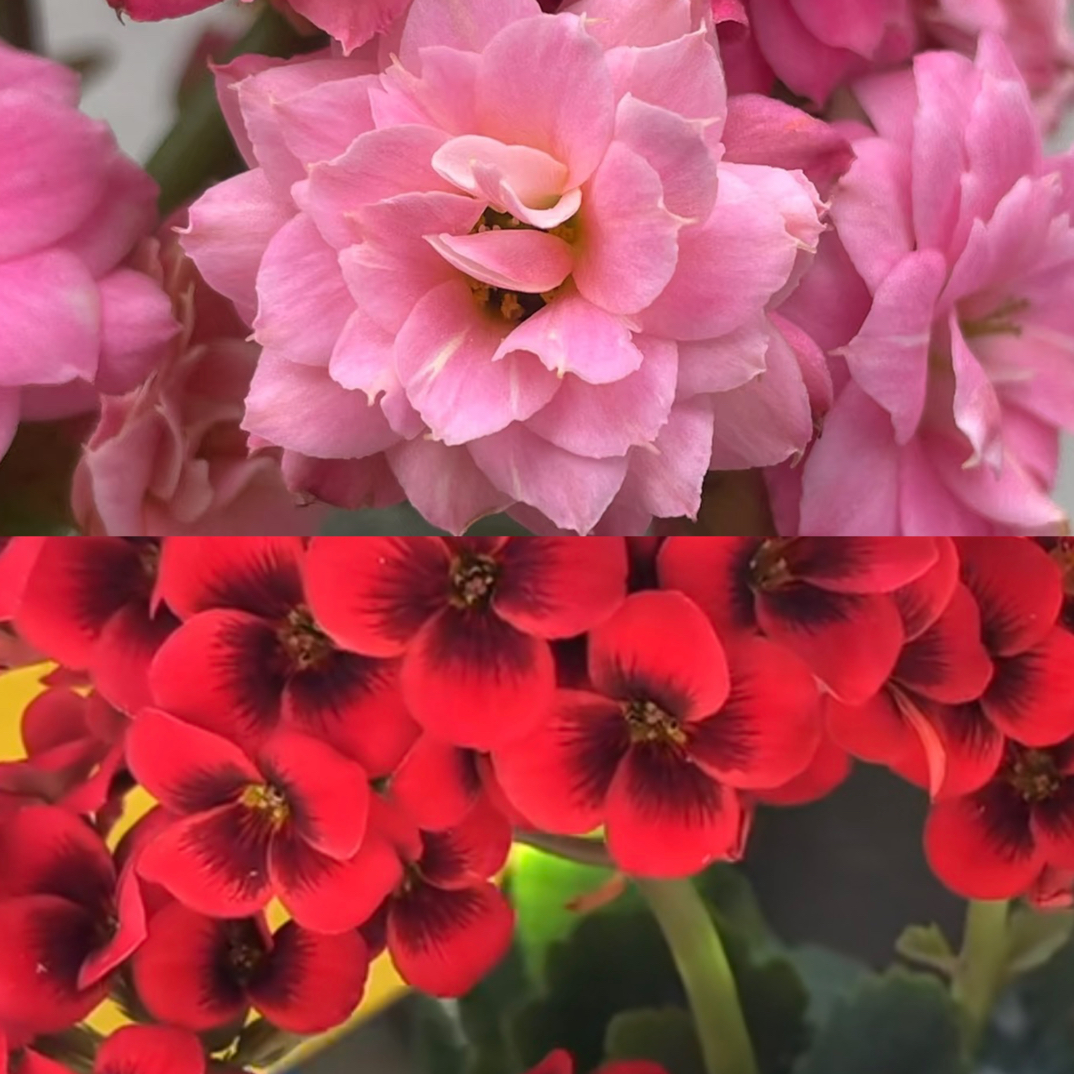 『任意二盆』110盆长寿花，室内卉绿植室内绿植盆栽，备注花名