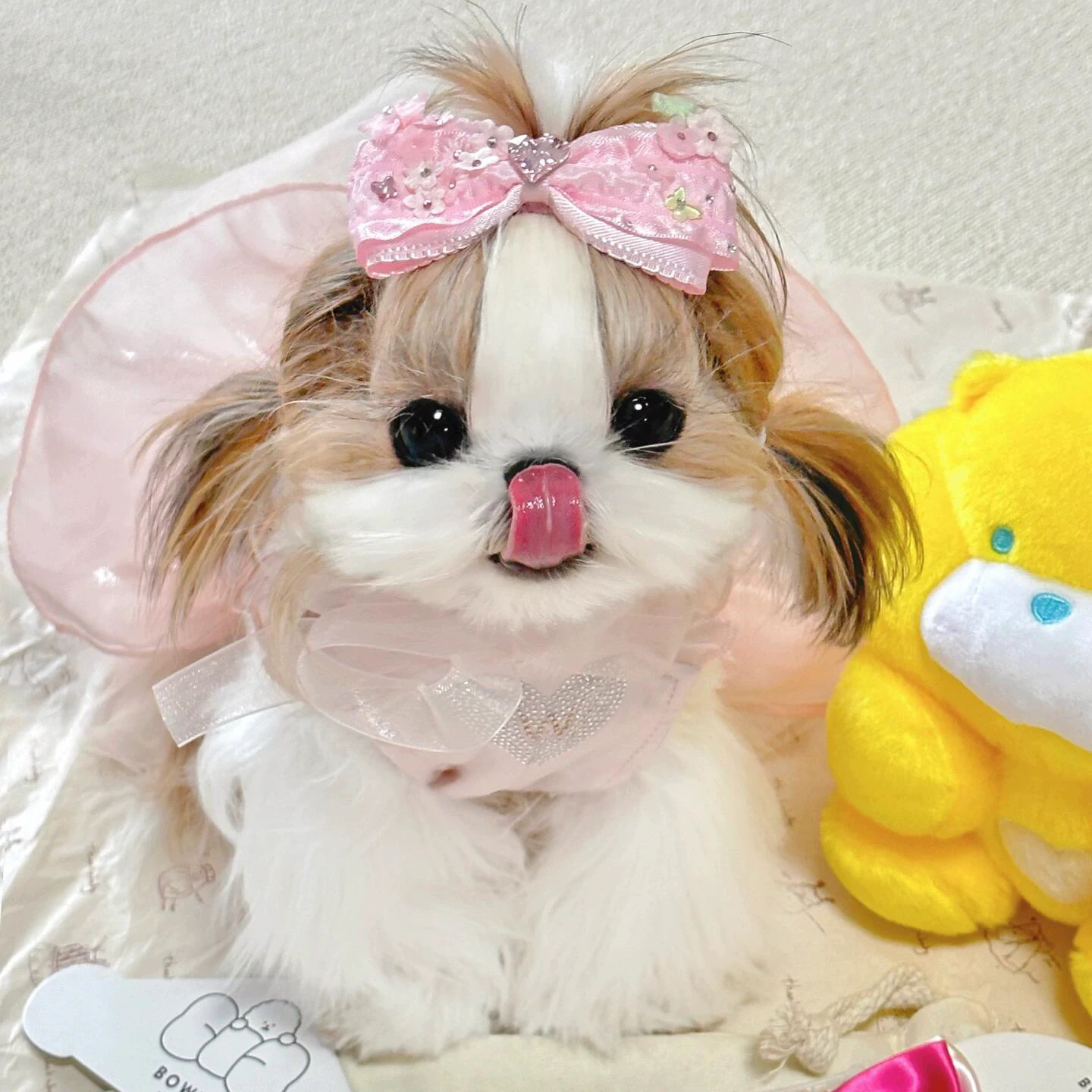 西施犬幼犬宠物活体
