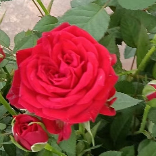 精品大盆红珍珠玫瑰带花苞发货好养易活庭院阳台基地直发