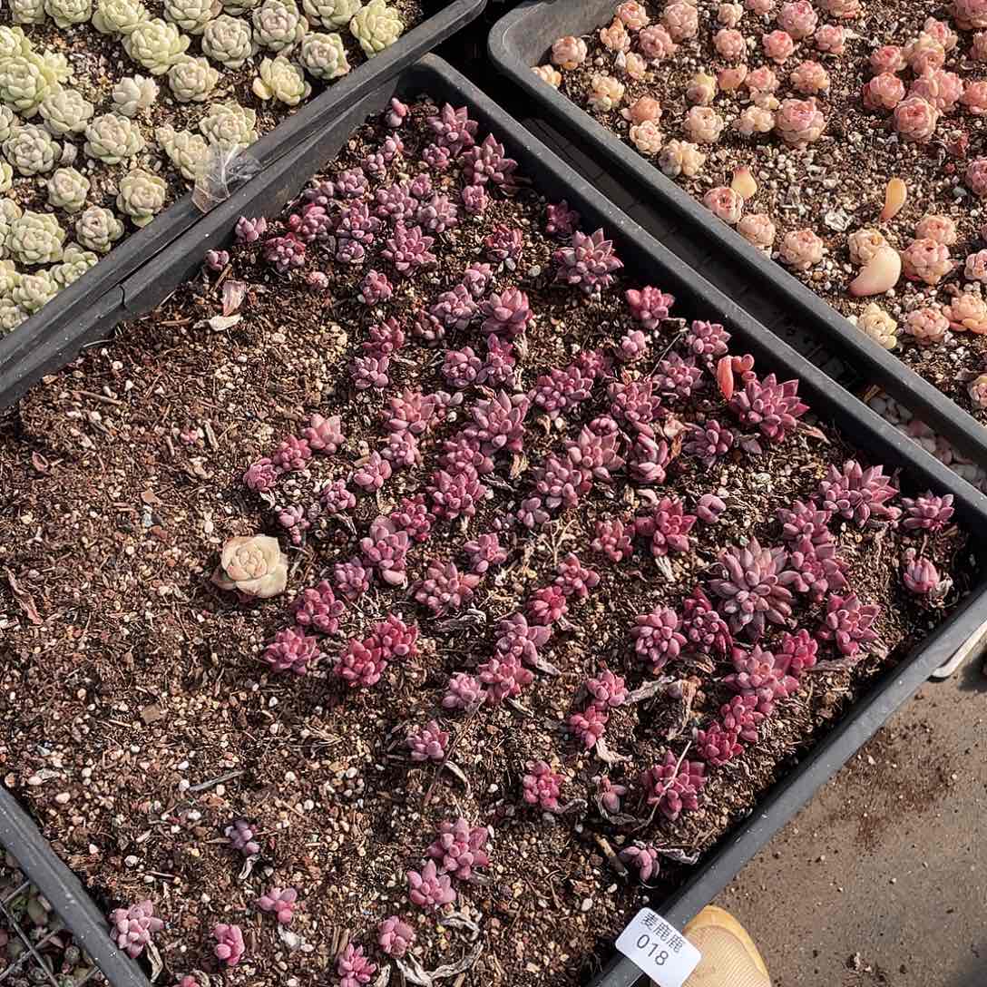 有***s018。切盒发货。                   