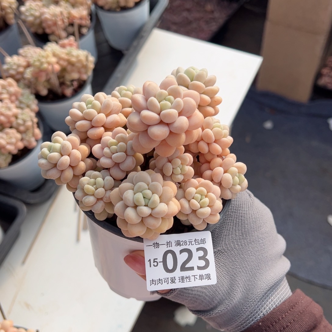 洛可可多肉多肉多肉多肉