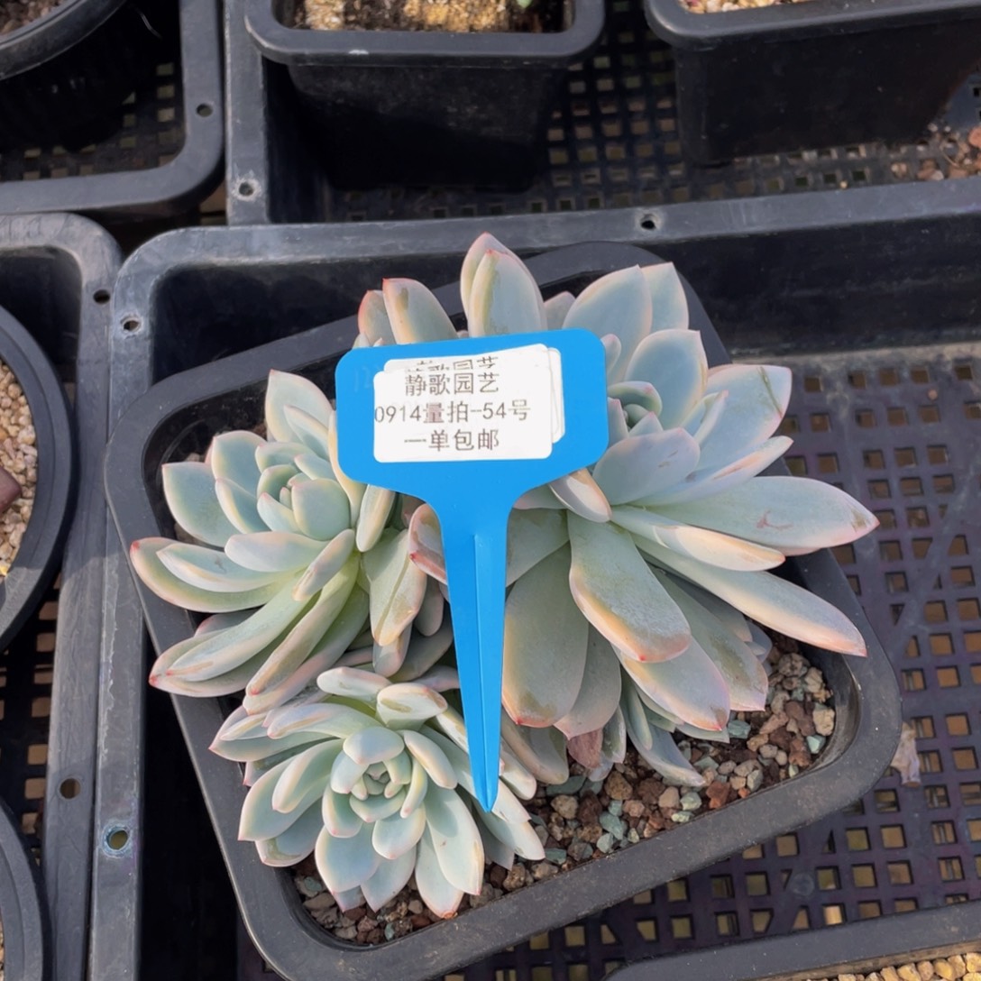 0914-54-梦露锦dqsyk