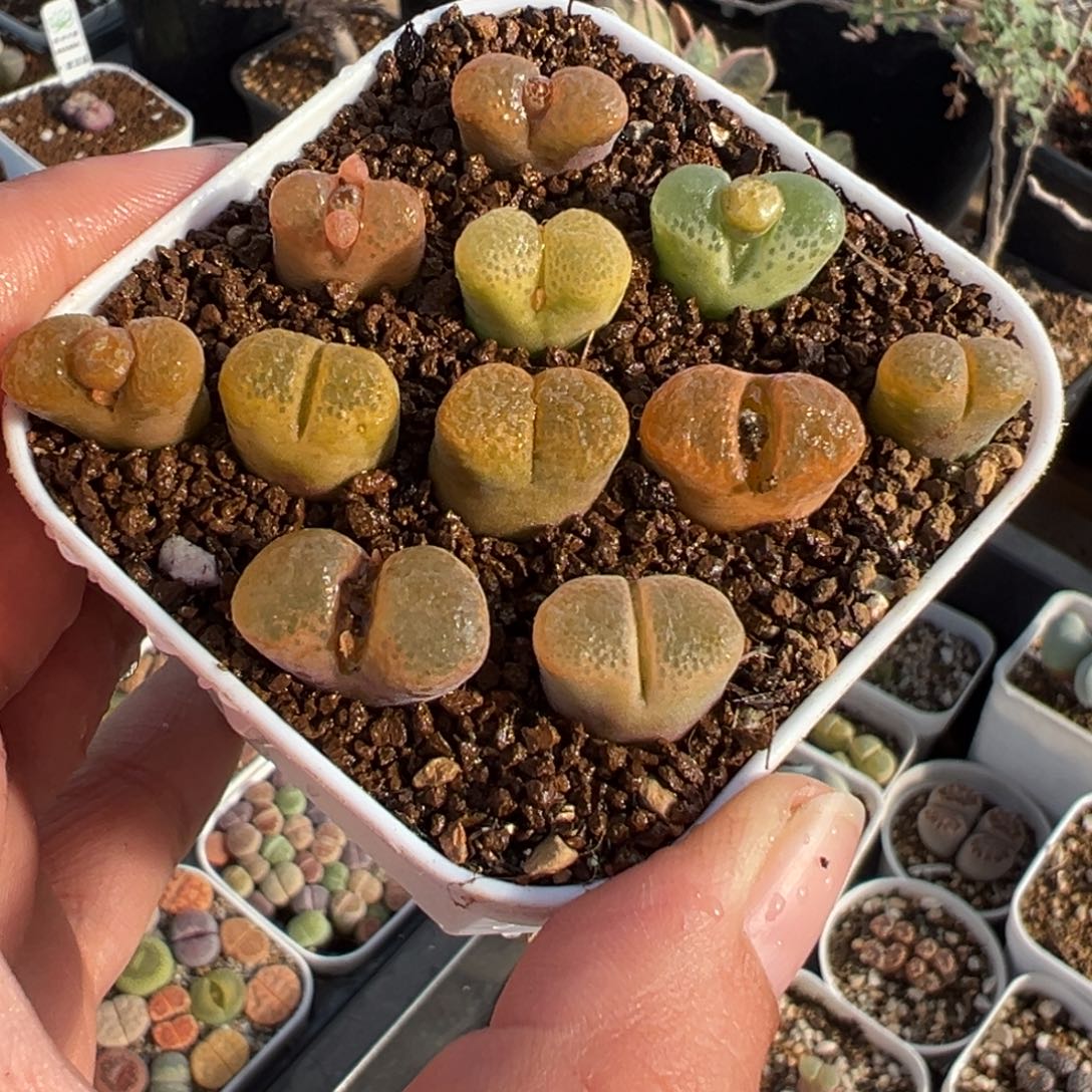 062多肉植物种类多样