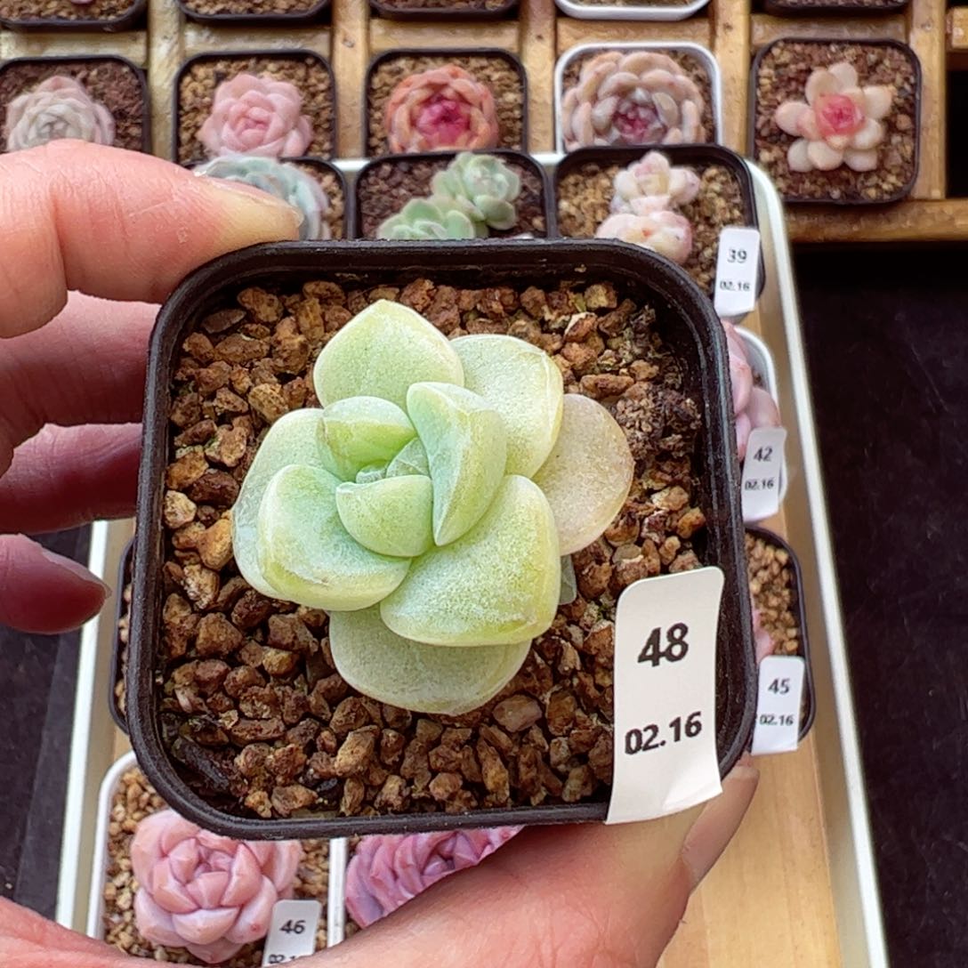 冰玉48、哈哈哈哈