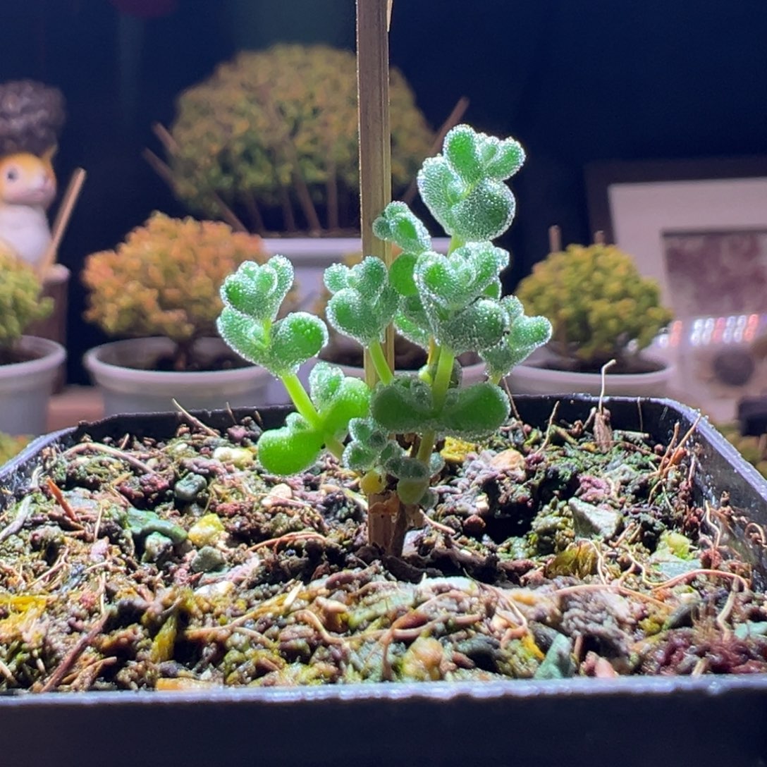 709超级莱斯一物一拍包开箱