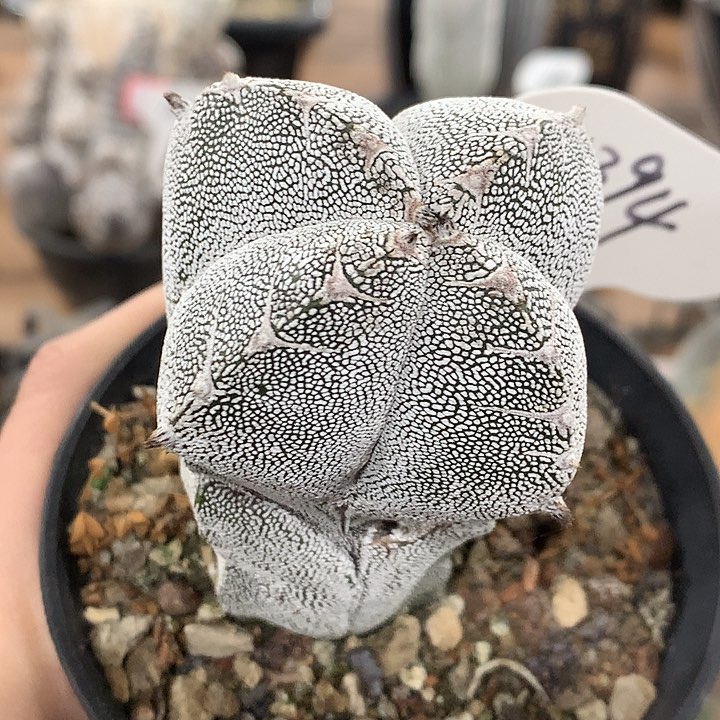 394恩冢带V5公分66666666