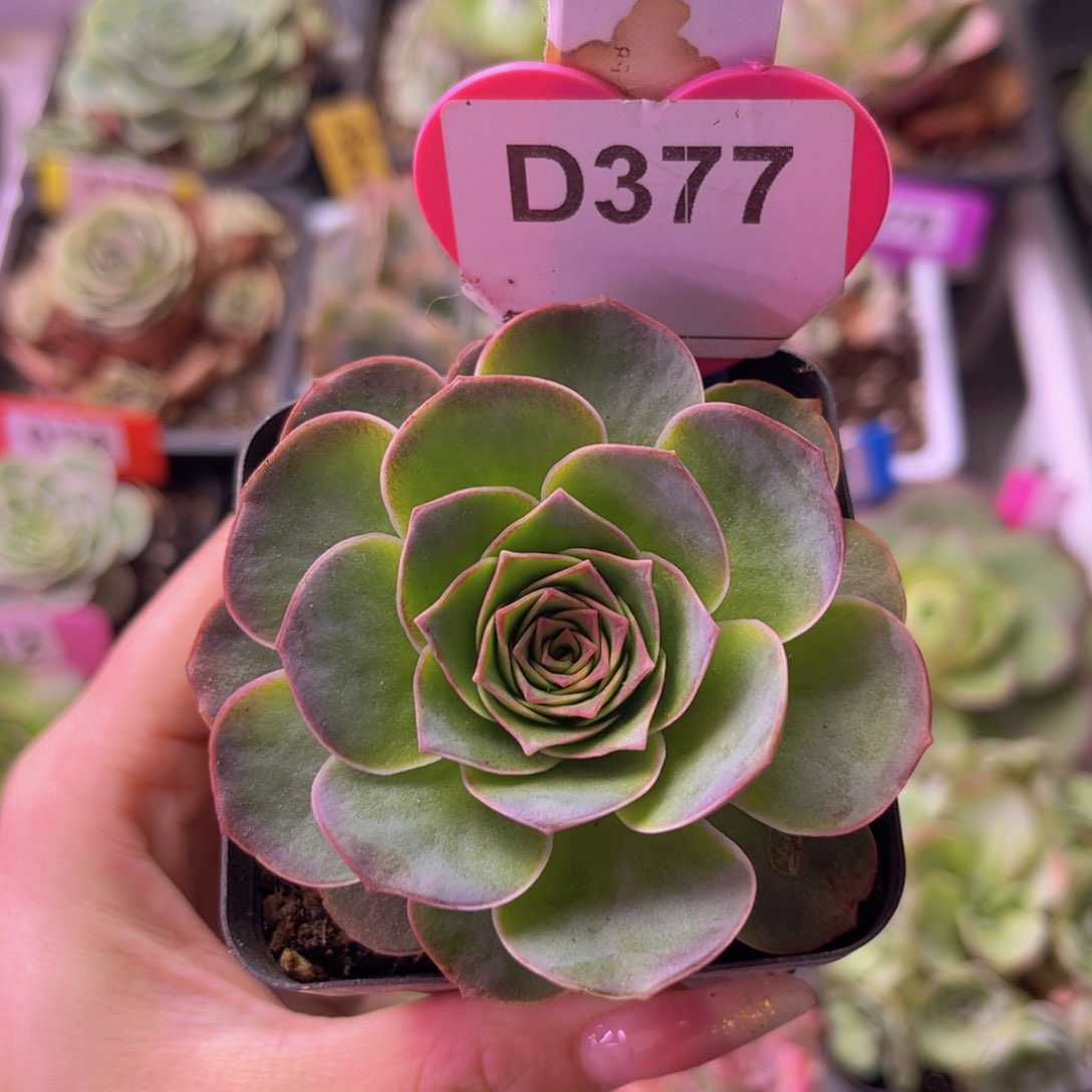 青染玫瑰一物一拍D377