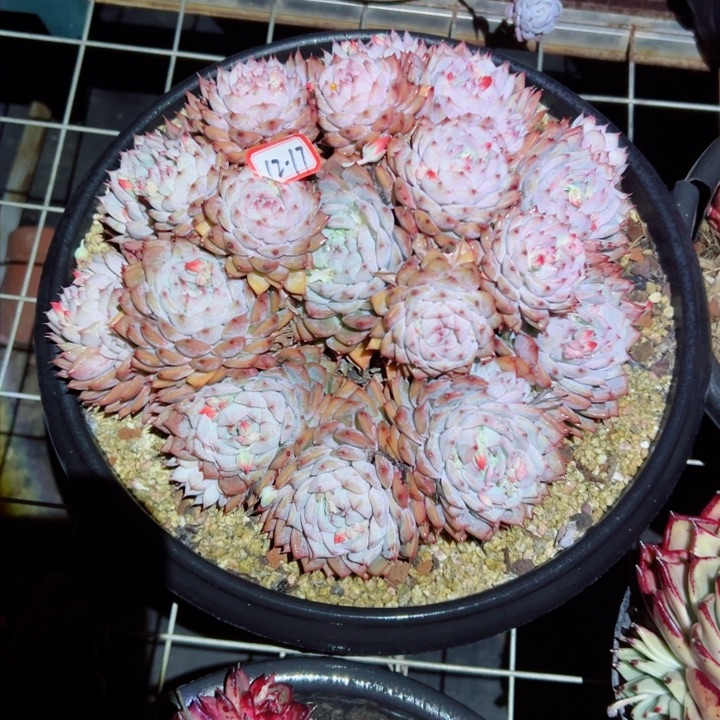 小**?精品多肉植物老桩