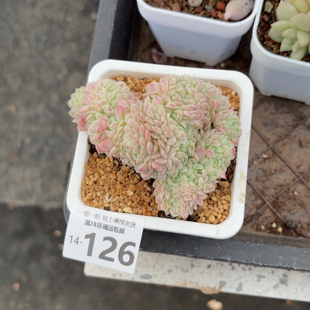 羊脂球缀化多肉多肉多肉