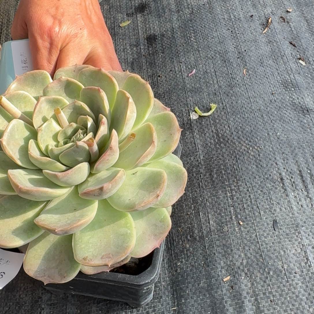 多肉杂交一物一拍24-96