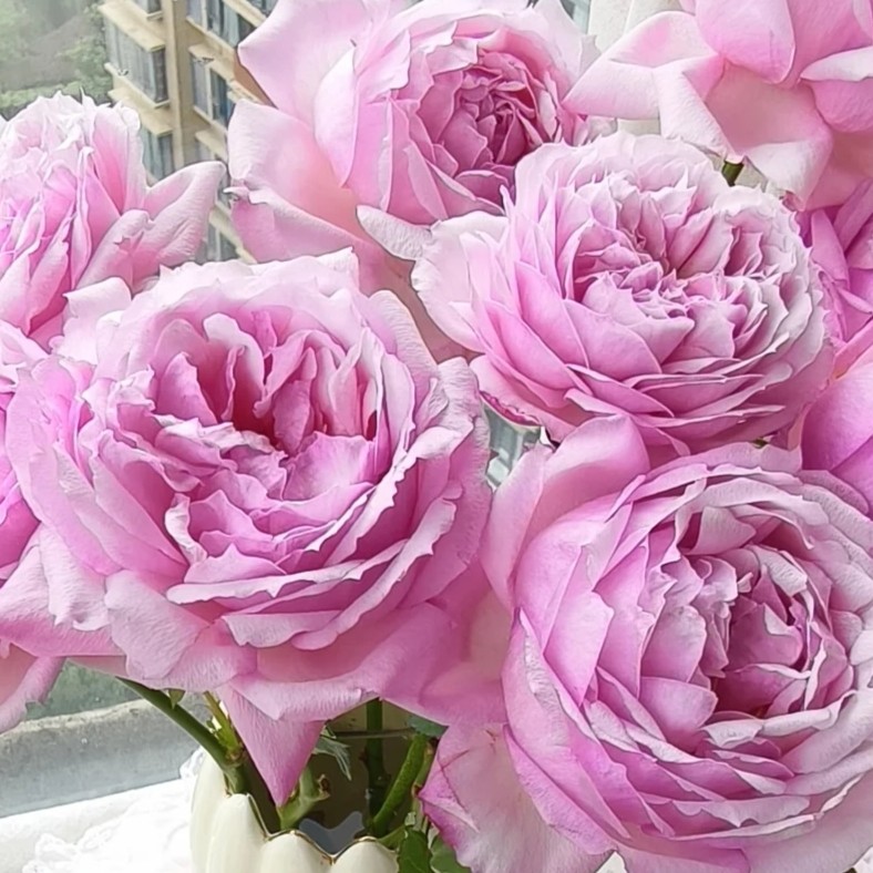 三岁花集-基地单头玫瑰粉可爱瓷（一单顺丰三单空运）           