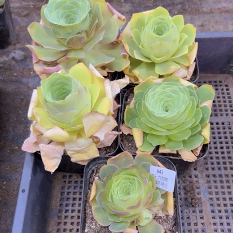 843 裸根不带土发货福利