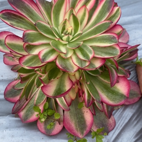 748荔枝满25包邮多肉