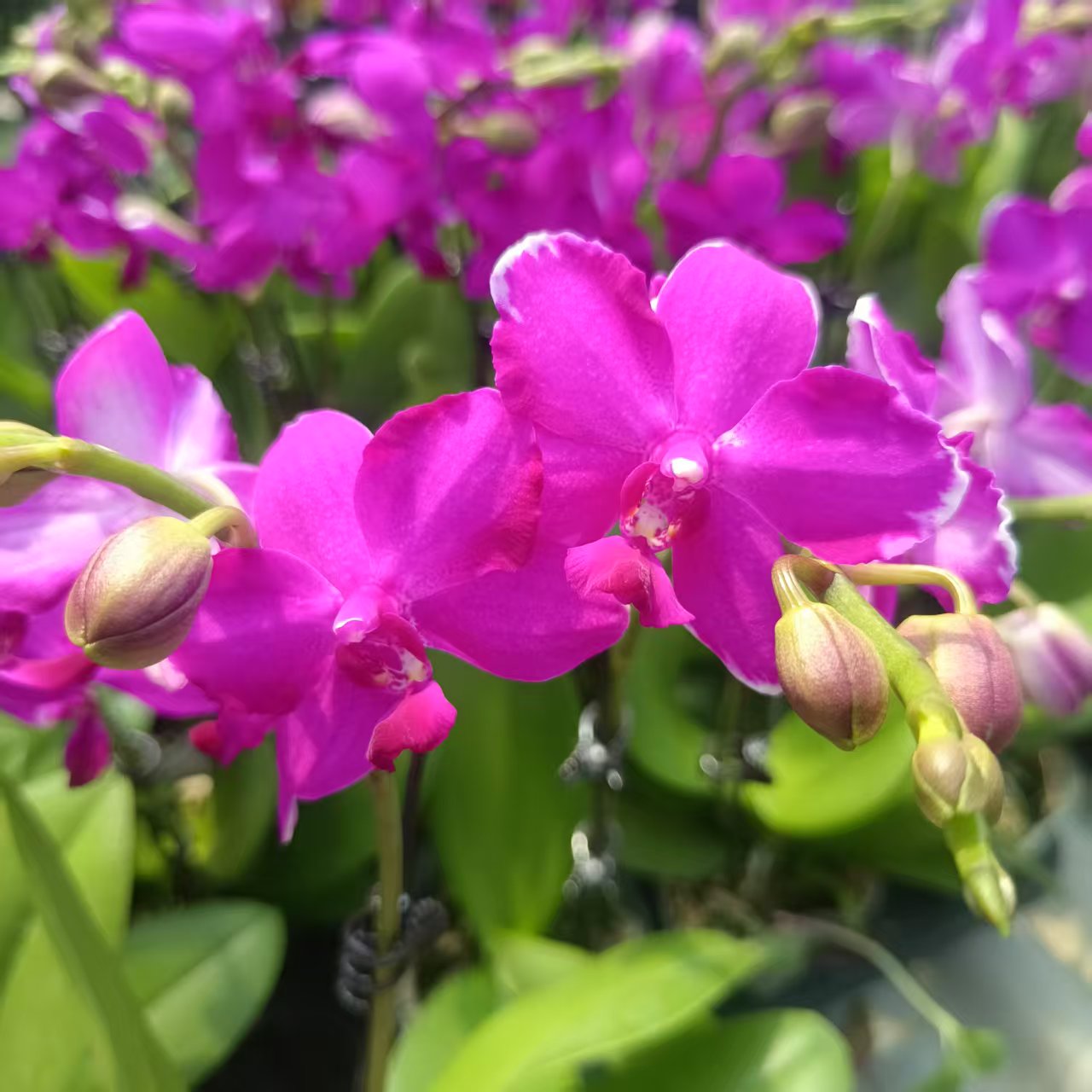 【红水晶】梦语花卉 精品蝴蝶兰 家用观赏美观  花期长室内花