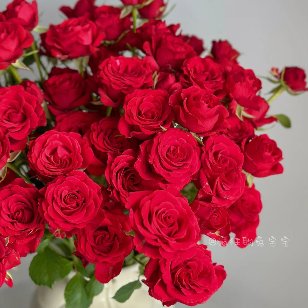 云花巷#多头玫瑰 【优雅公主】鲜花优选 顺丰直发