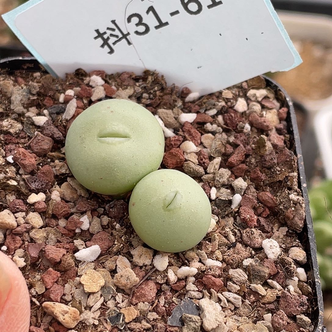 沛***沛31-61肉锥多肉植物