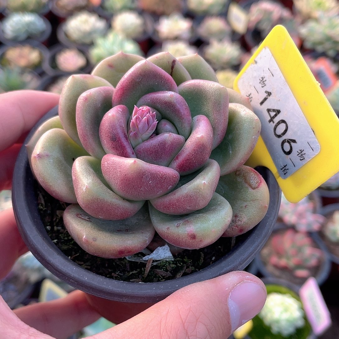 水泡1406号多肉植物